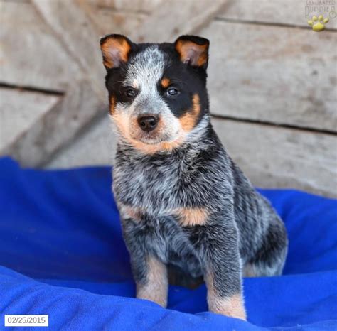 Text or Call with any Questions. . Blue heeler for sale